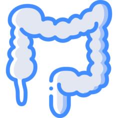 Colon