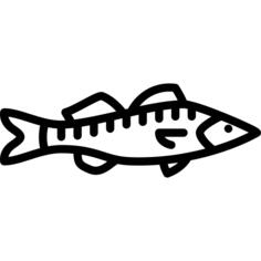 Big Zander