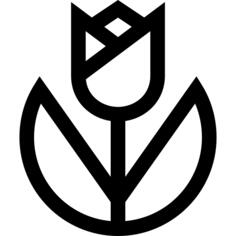 郁金香