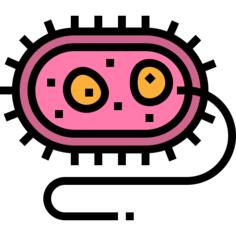 Bacteria