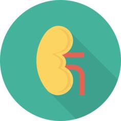 Kidneys