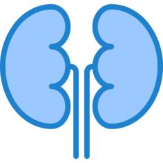 Kidneys