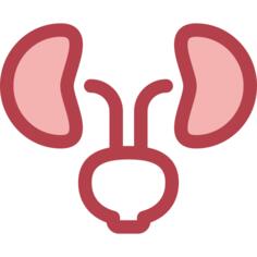 Kidneys