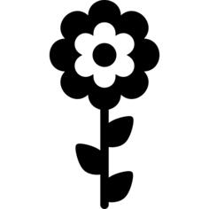 绽放的花
