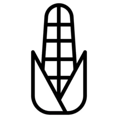 玉米