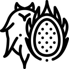 火龙果