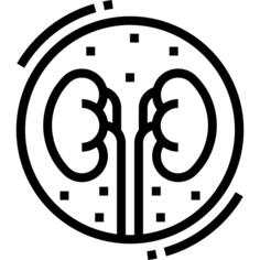 Kidney