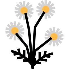 Chamomile