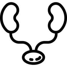 肾脏