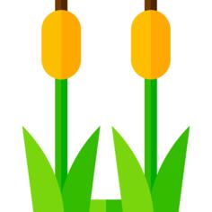 芦苇