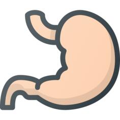Stomach