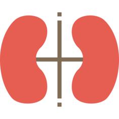 Kidney