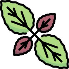 Basil