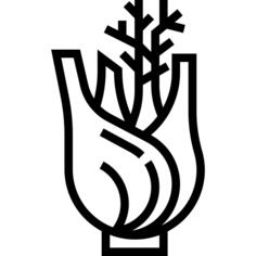 Fennel
