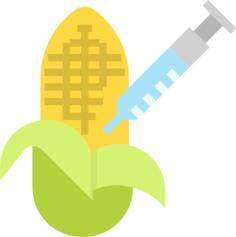 Corn