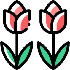 郁金香