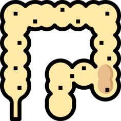 Colon