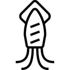 Squid