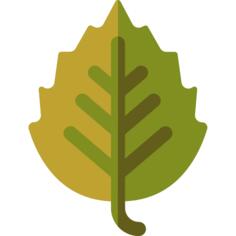 桦木