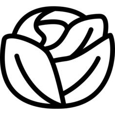 卷心菜