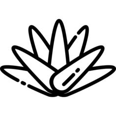 Agave