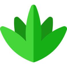 Agave