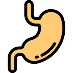 Stomach
