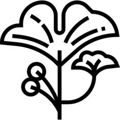Ginkgo