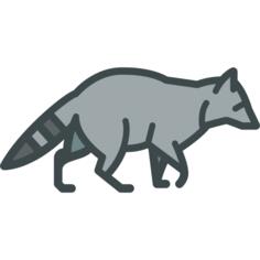 Racoon
