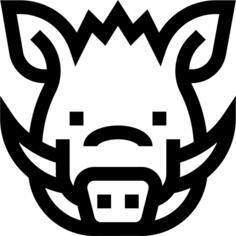 公猪