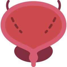 Bladder