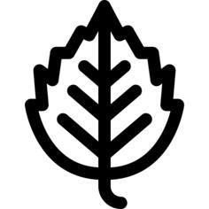 Birch