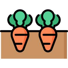 Carrot