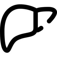 Liver