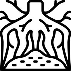 Root