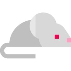 Rat