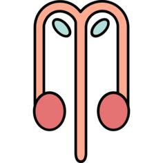 Reproductive system