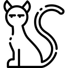 Black cat