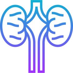 Kidneys