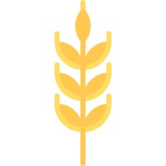 小麦