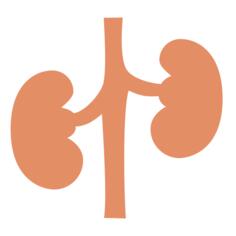 Kidney