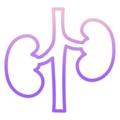 Kidney
