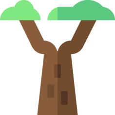 Baobab
