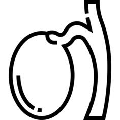 Testicle