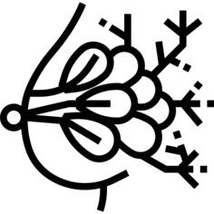 Mammary gland