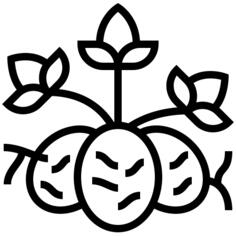 种子