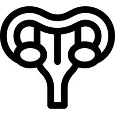 Uterus