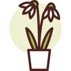 植物