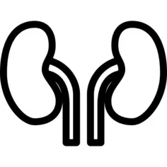 Kidneys