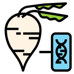 Sugar beet
